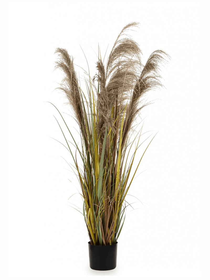 Pampas grass