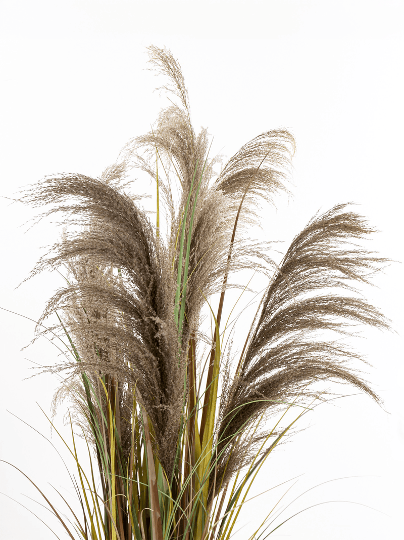 Pampas grass