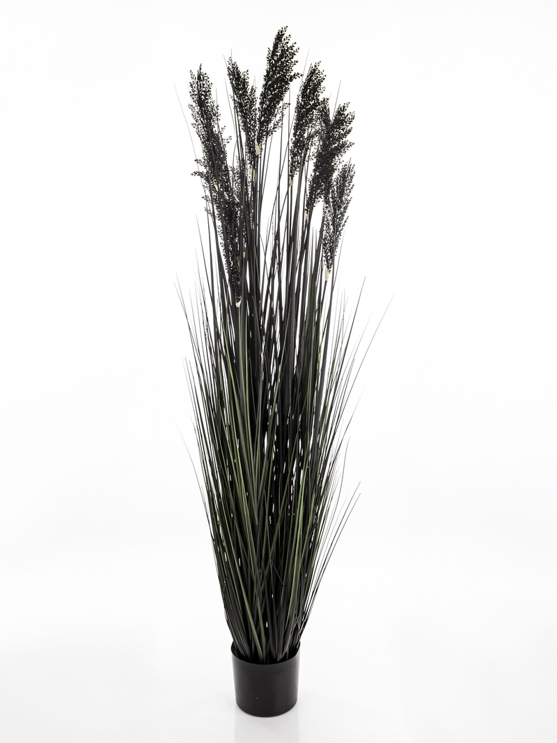 Black fountain grass