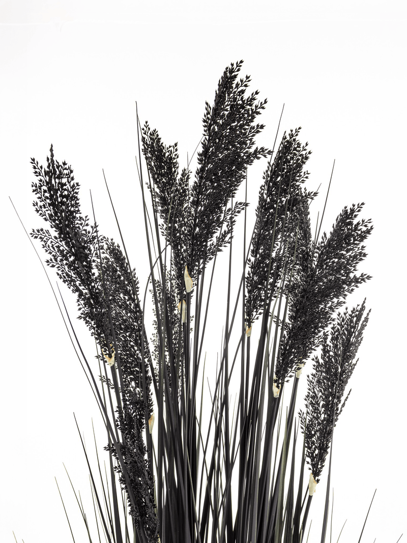 Black fountain grass