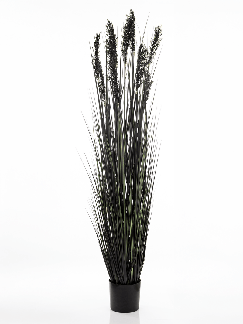 Black fountain grass