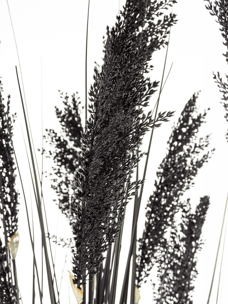 Black fountain grass